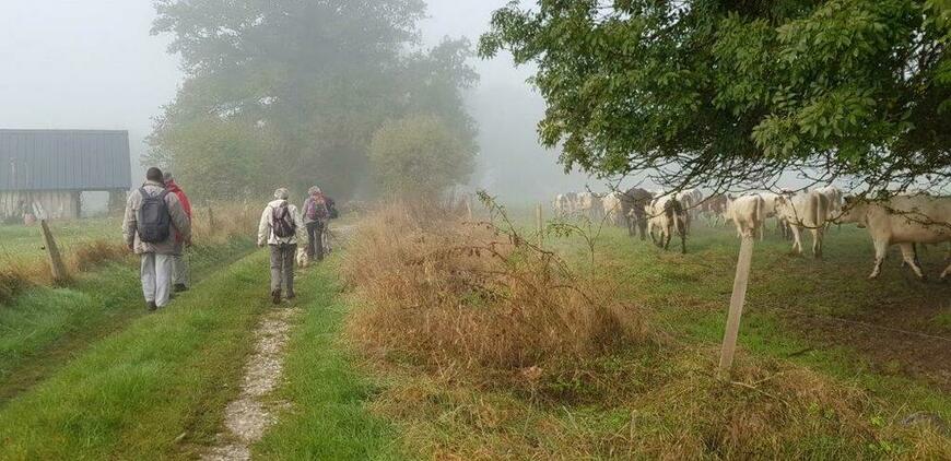 Brumes du matin Brumes du matin
